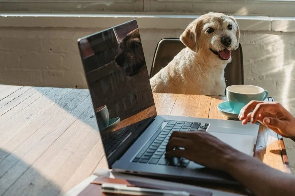 stress reduction by pets