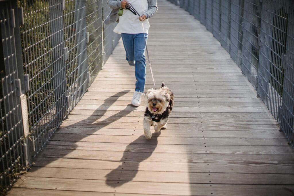 pet care routine Hearts Love pets care