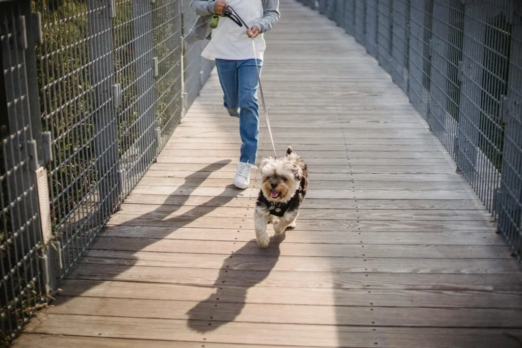 pets care