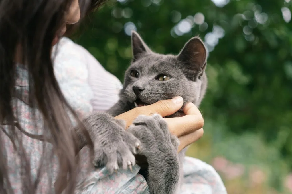 engaging with pets