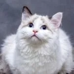 pet